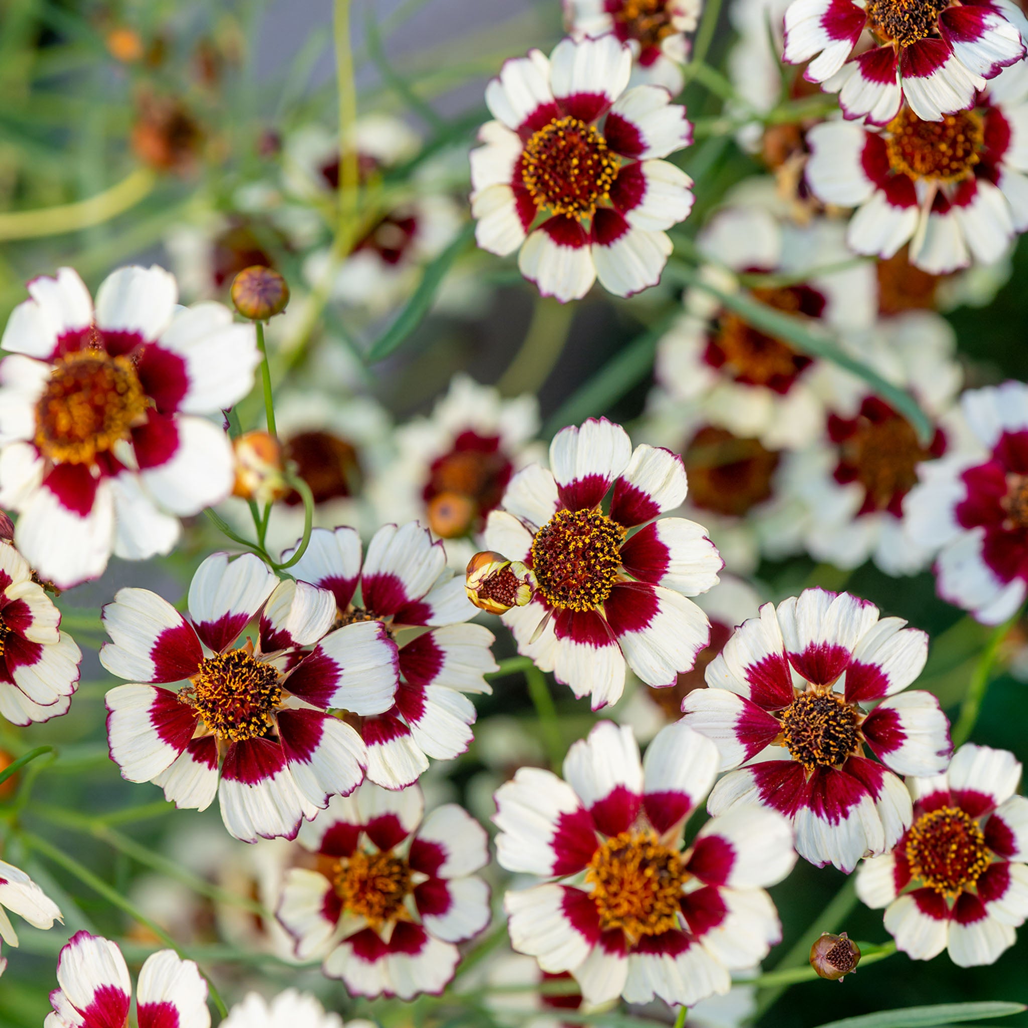 Ruby Kiss Coreopsis