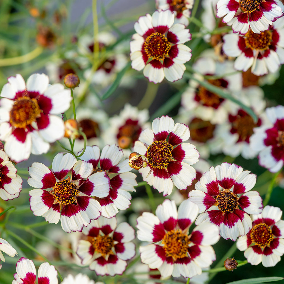 Ruby Kiss Coreopsis