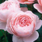 Queen of Sweden English Rose Bare Root