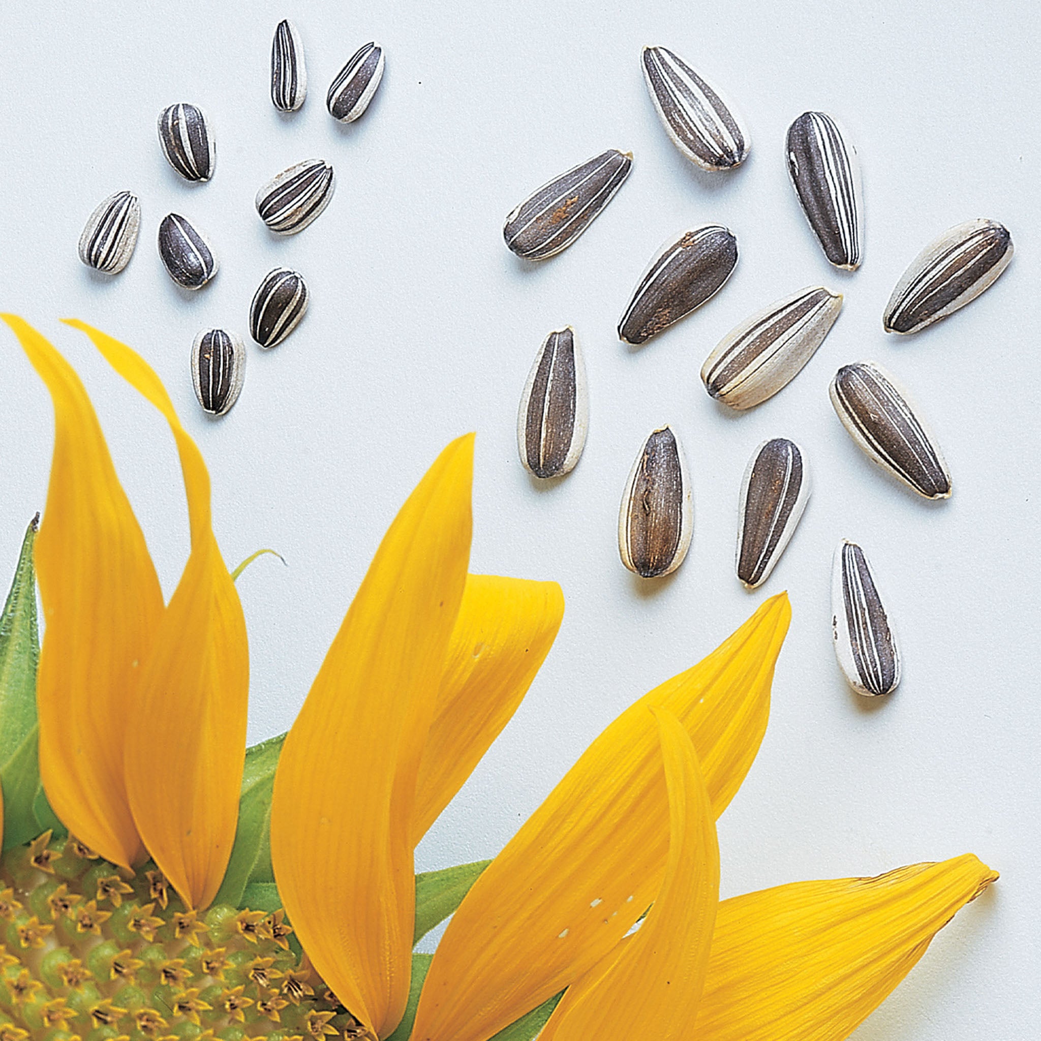 Super Snack Mix Sunflower