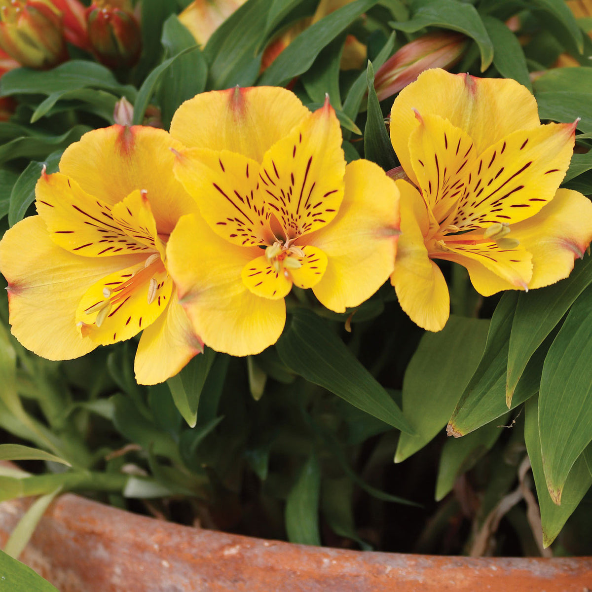 Colorita Ariane Alstroemeria