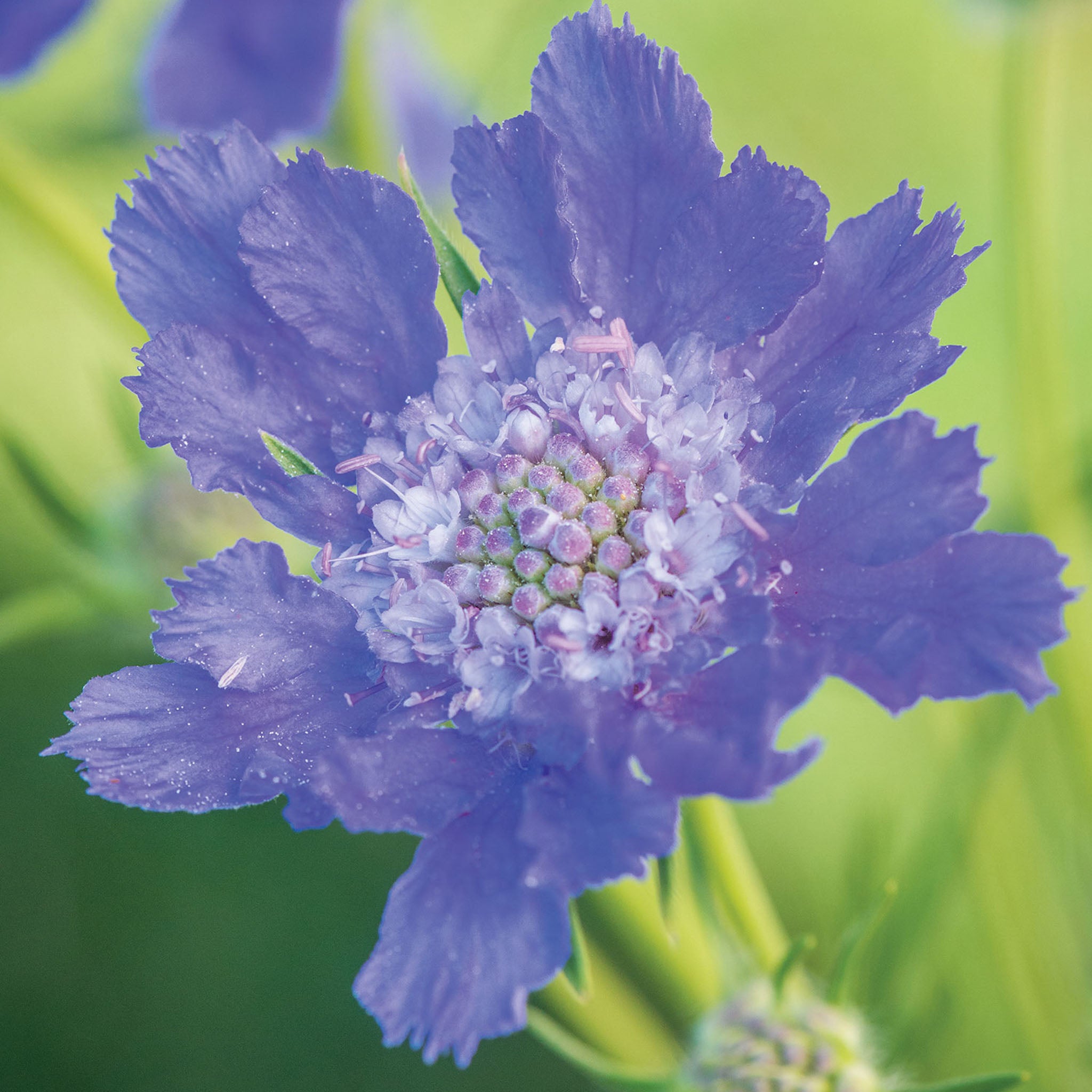 Fama Deep Blue Scabiosa