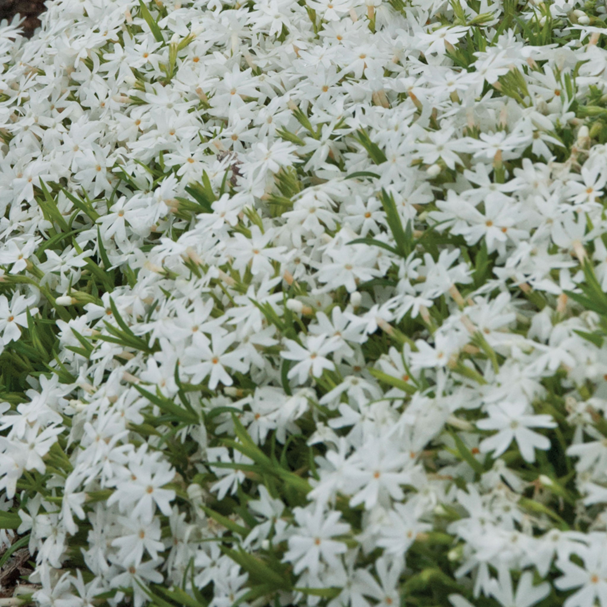 White Creeping Phlox