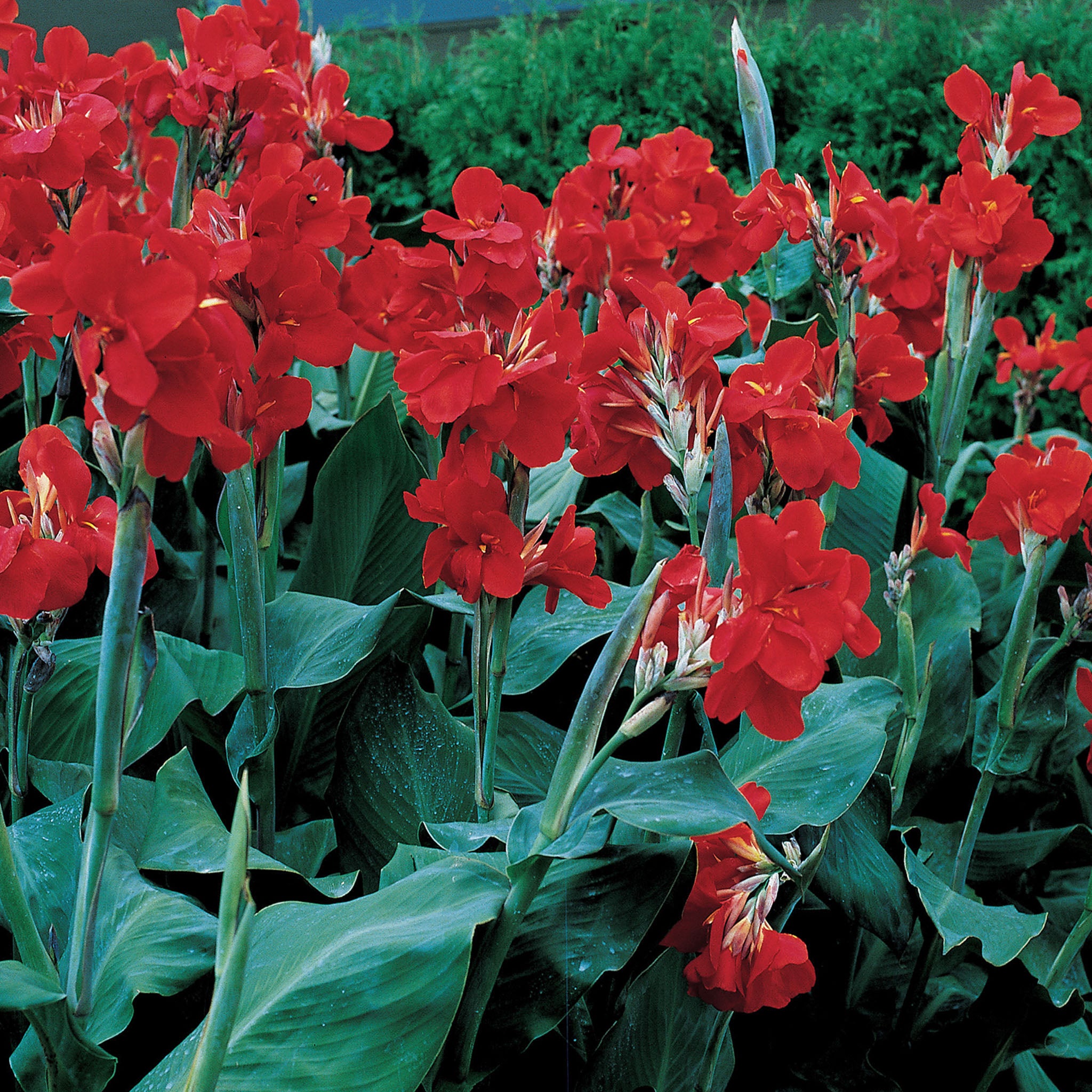The President Canna Bulbs