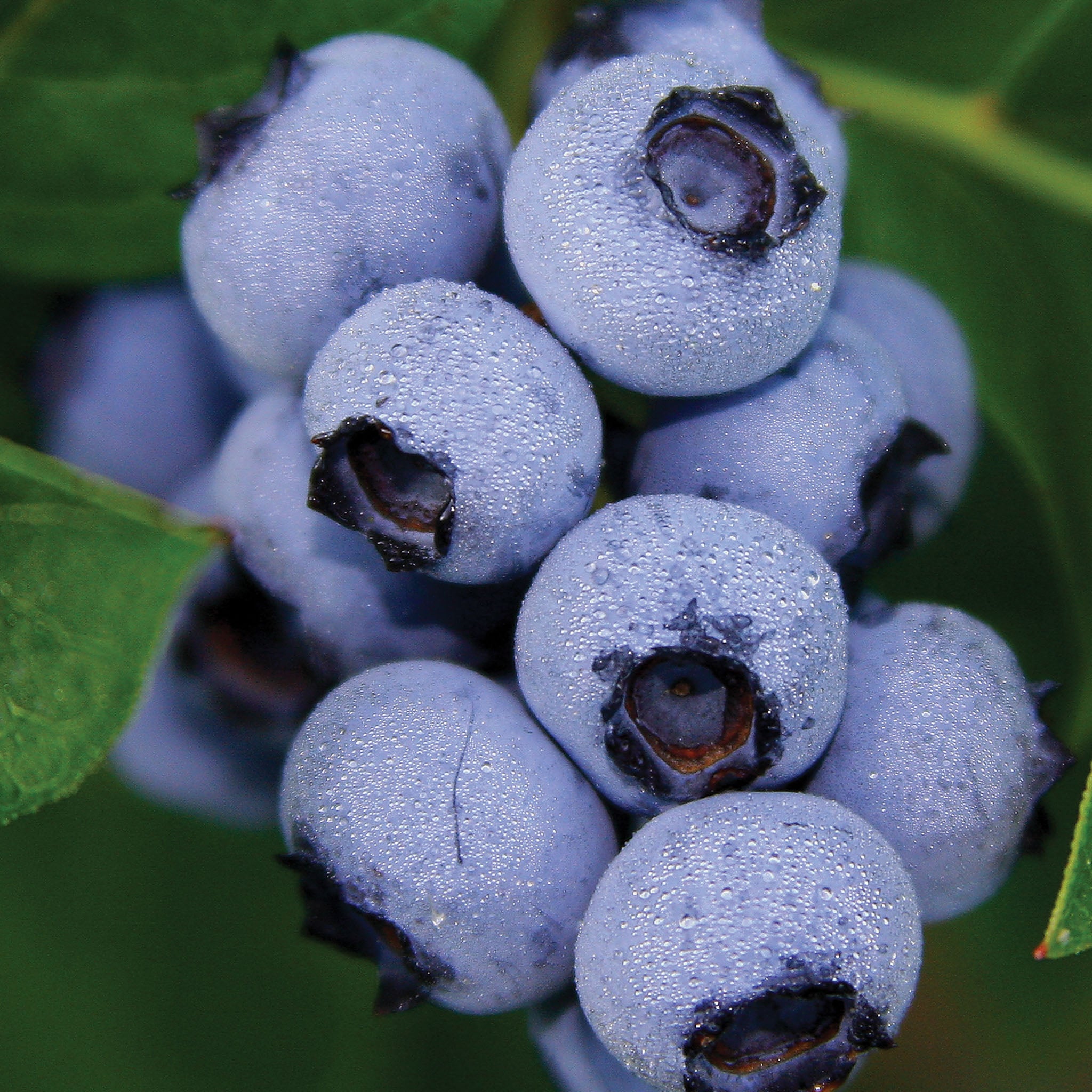 Bluecrop Blueberry