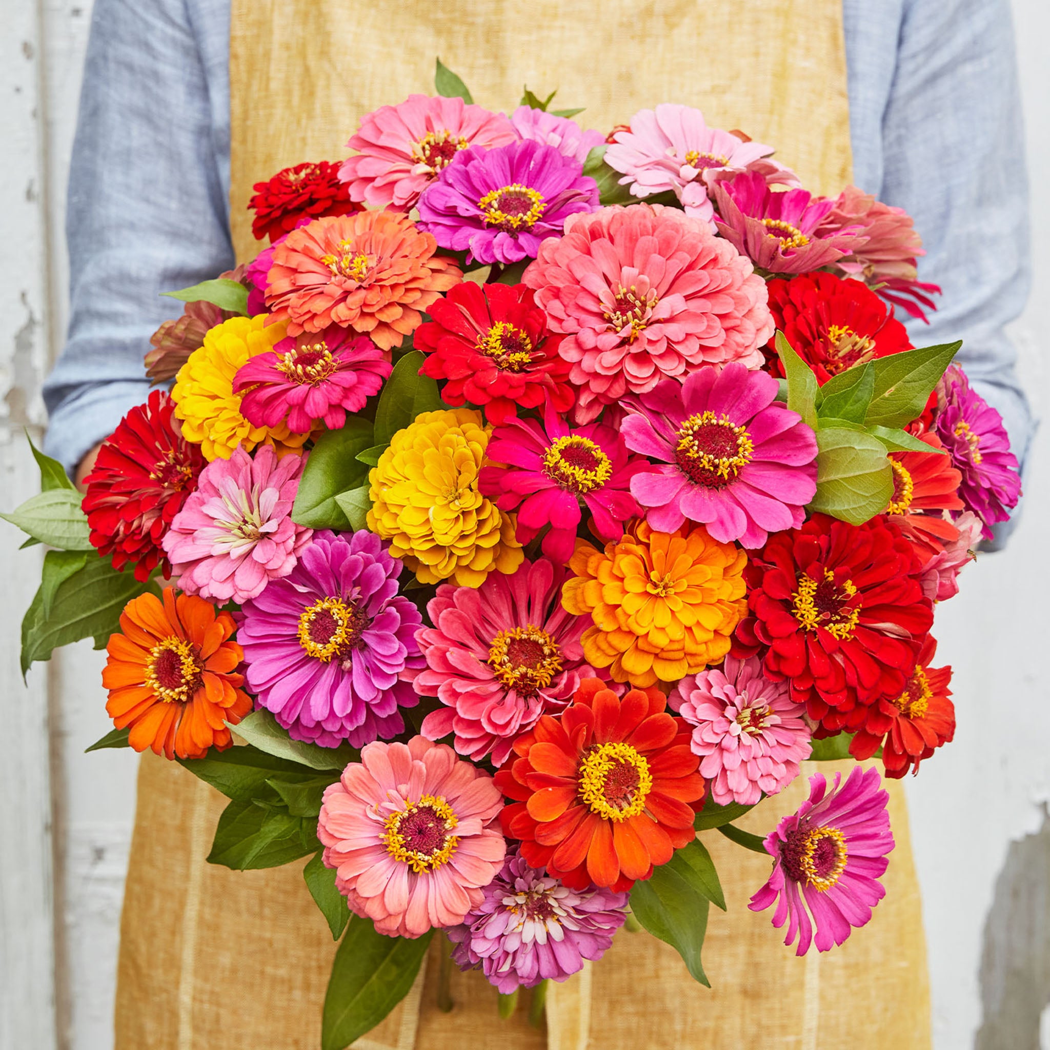 State Fair Mix Zinnia