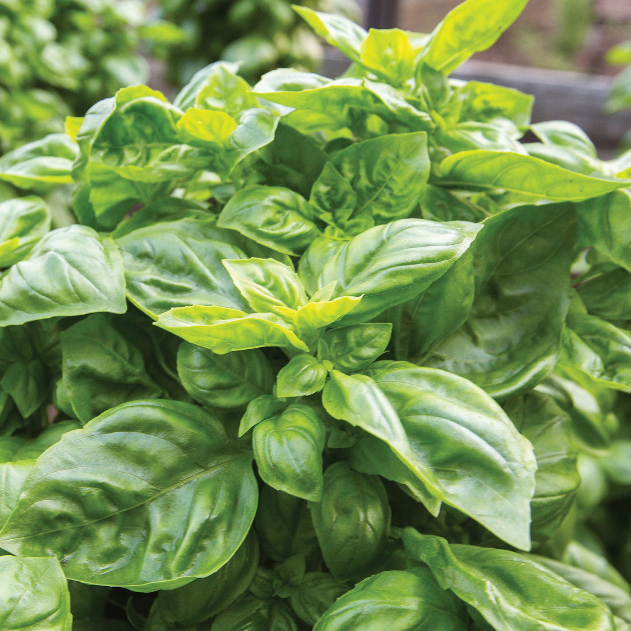Pesto Party Basil