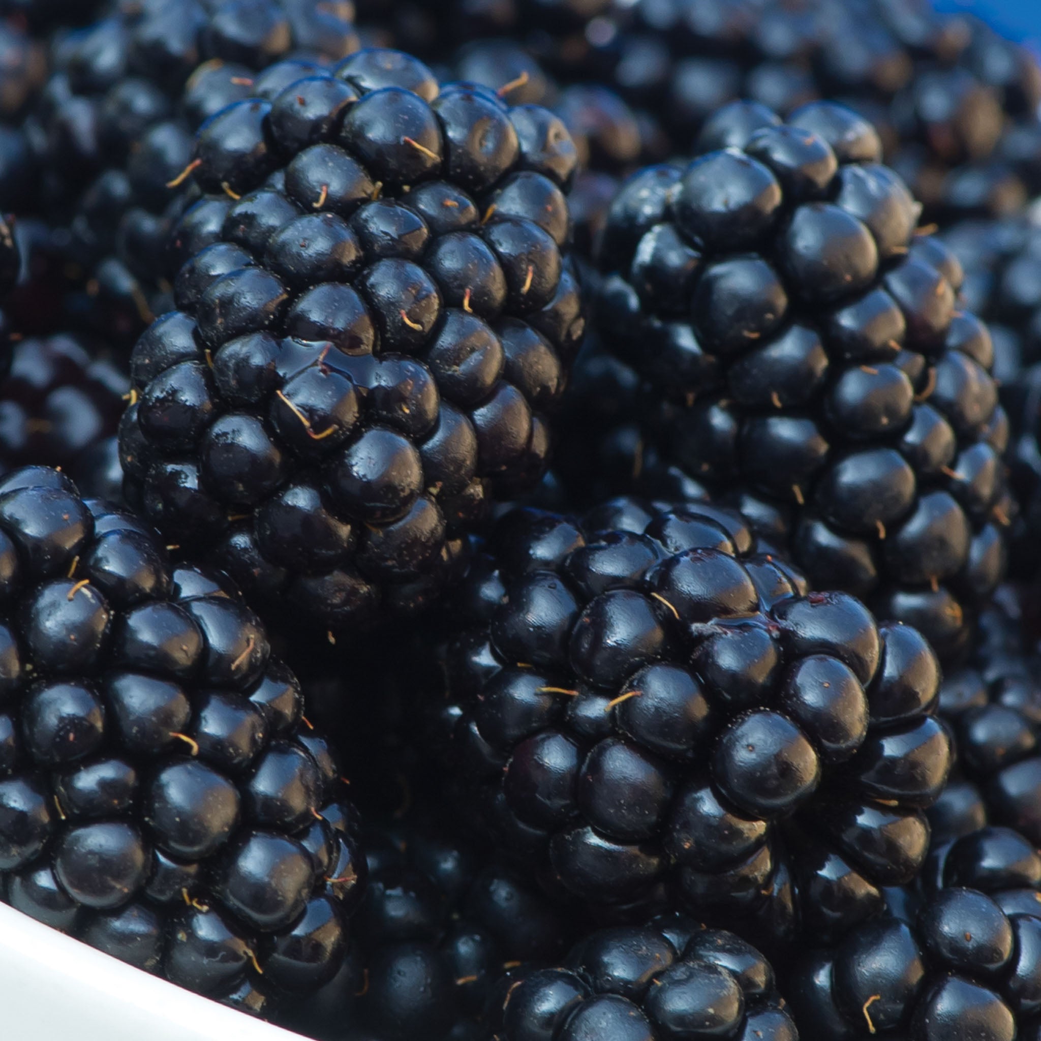 Osage Blackberry
