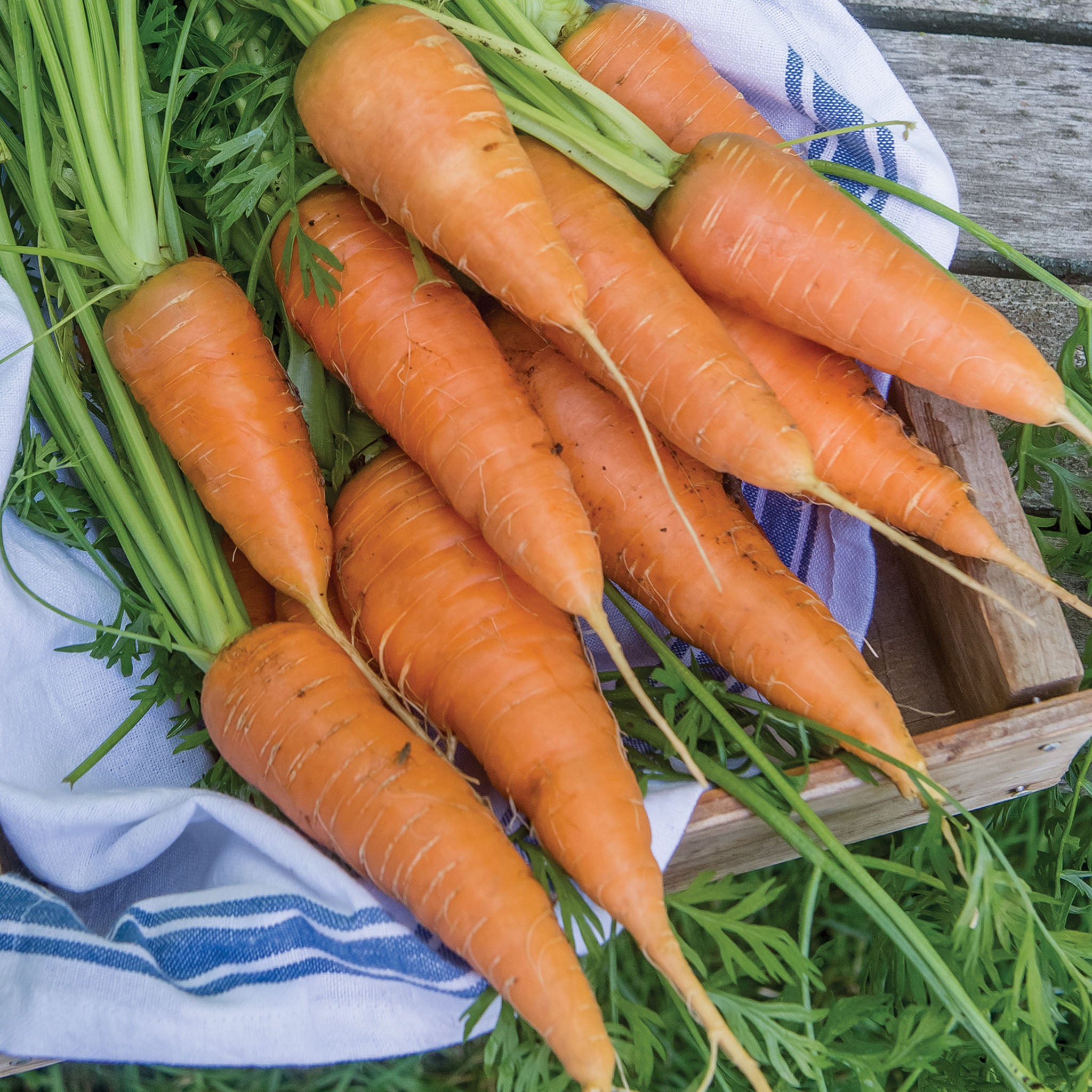 Red Cored Chantenay Carrot
