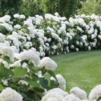 Hydrangea Incrediball