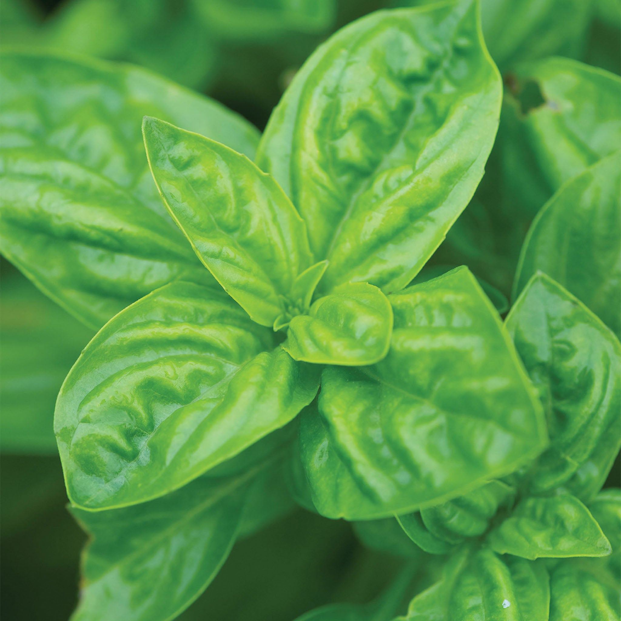 Genovese Basil