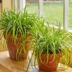 Zumula Cat Grass