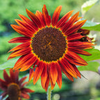 Chocolate Cherry Sunflower