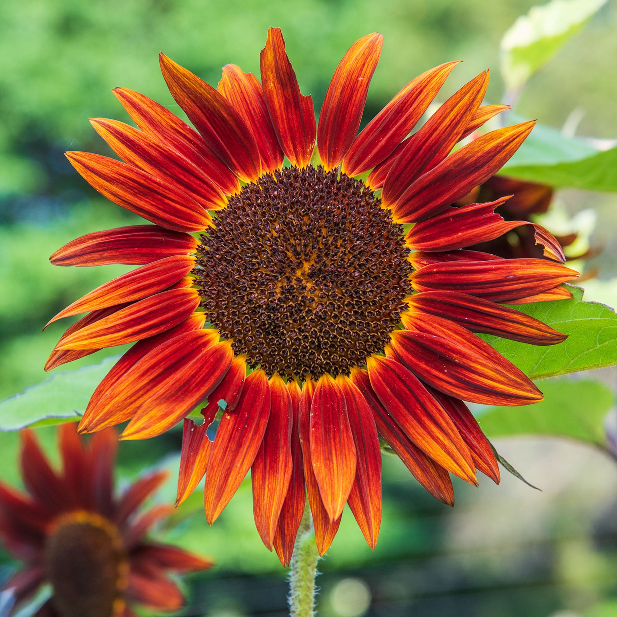 Chocolate Cherry Sunflower