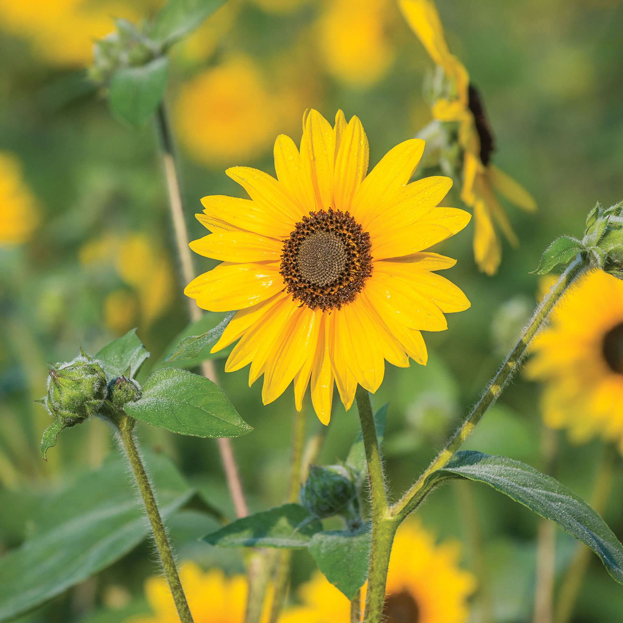 Sunfinity Sunflower
