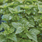 Limoncello Lemon Scented Basil