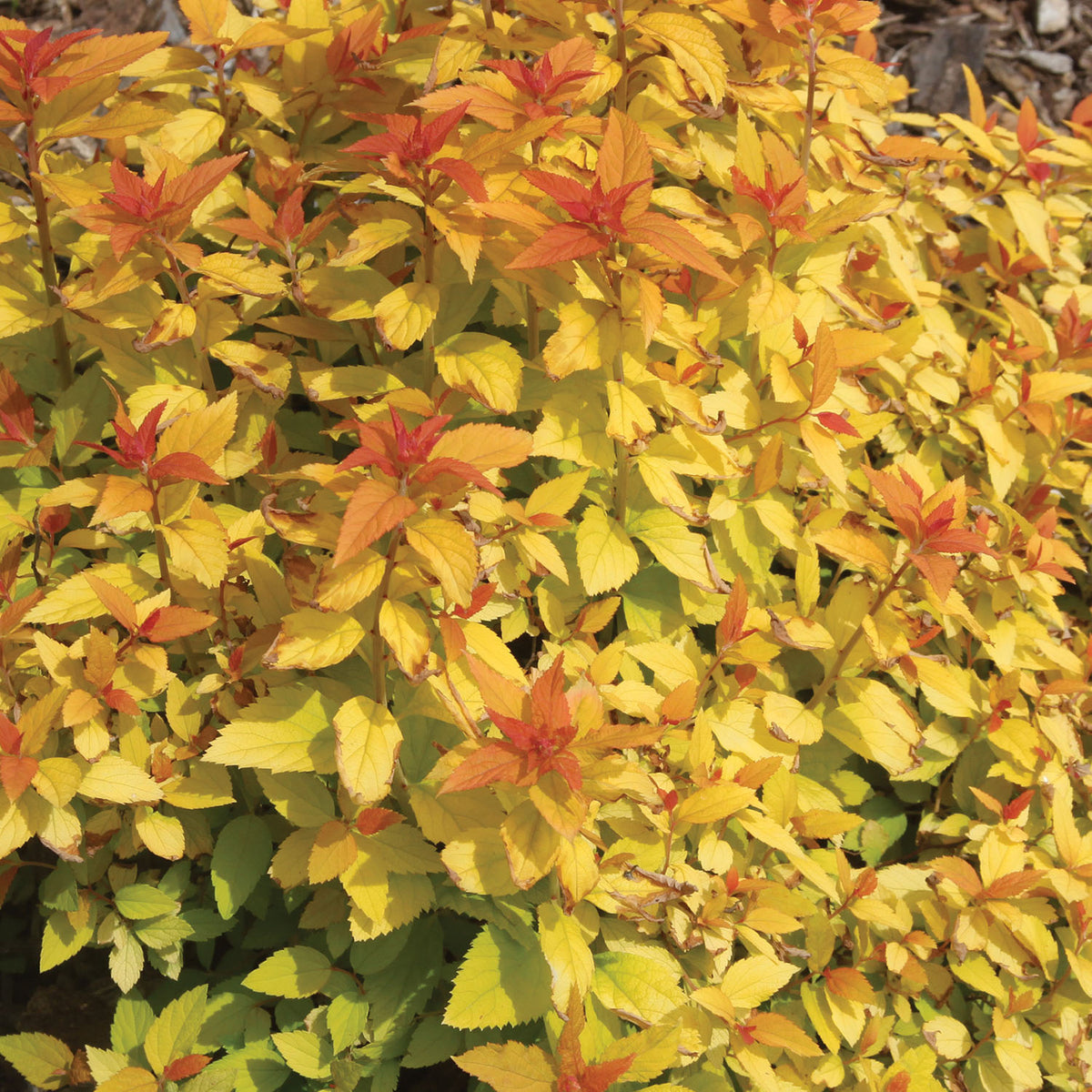Double Play Candy Corn Spirea