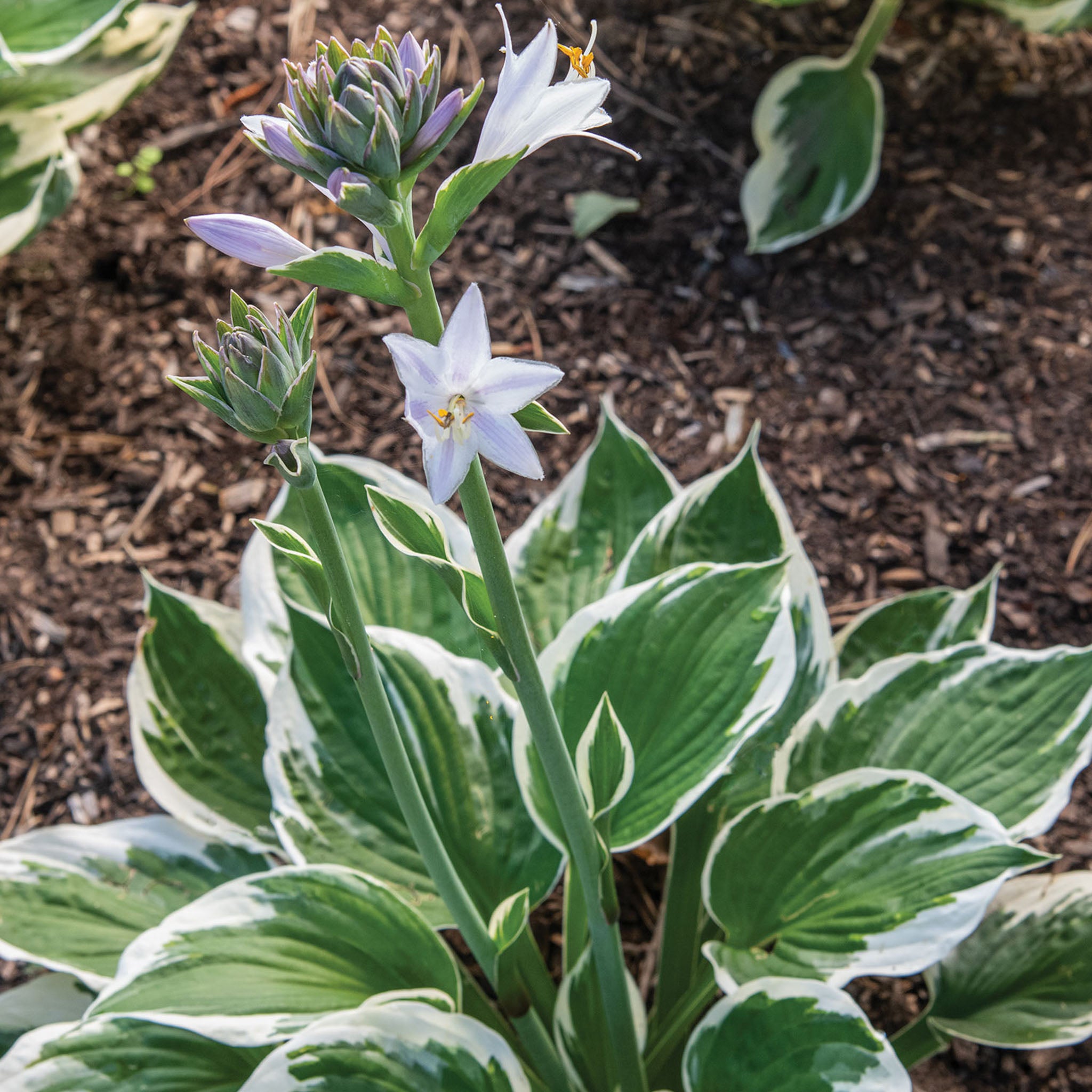 Minuteman Hosta Bare Roots