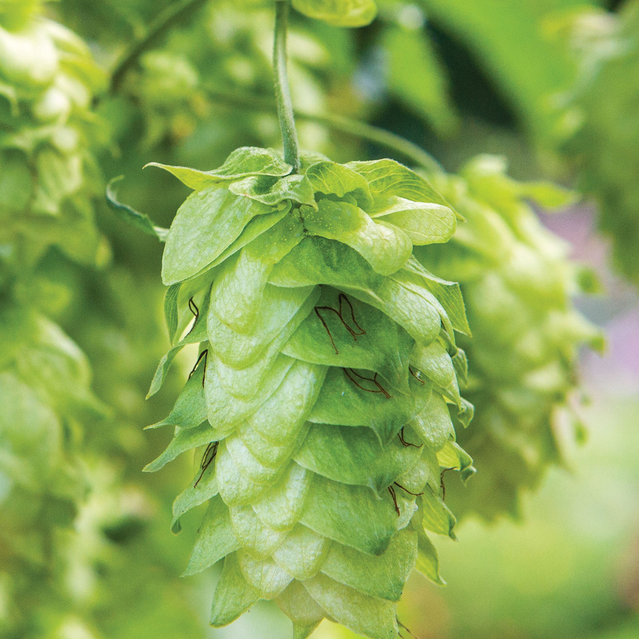 Centennial Hops Bare Roots