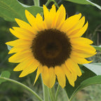 Del Sol Sunflower