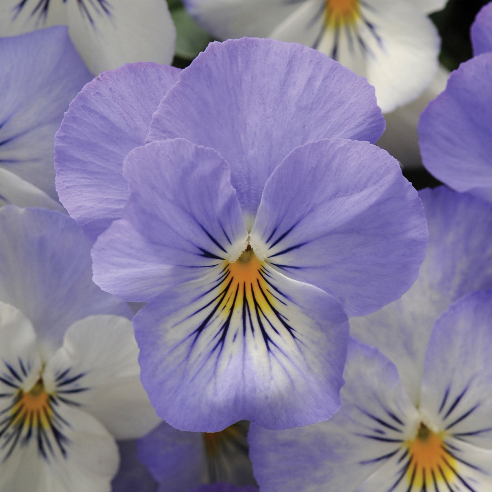 Plentifall Frost Pansy