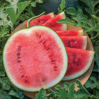 Blacktail Mountain Watermelon