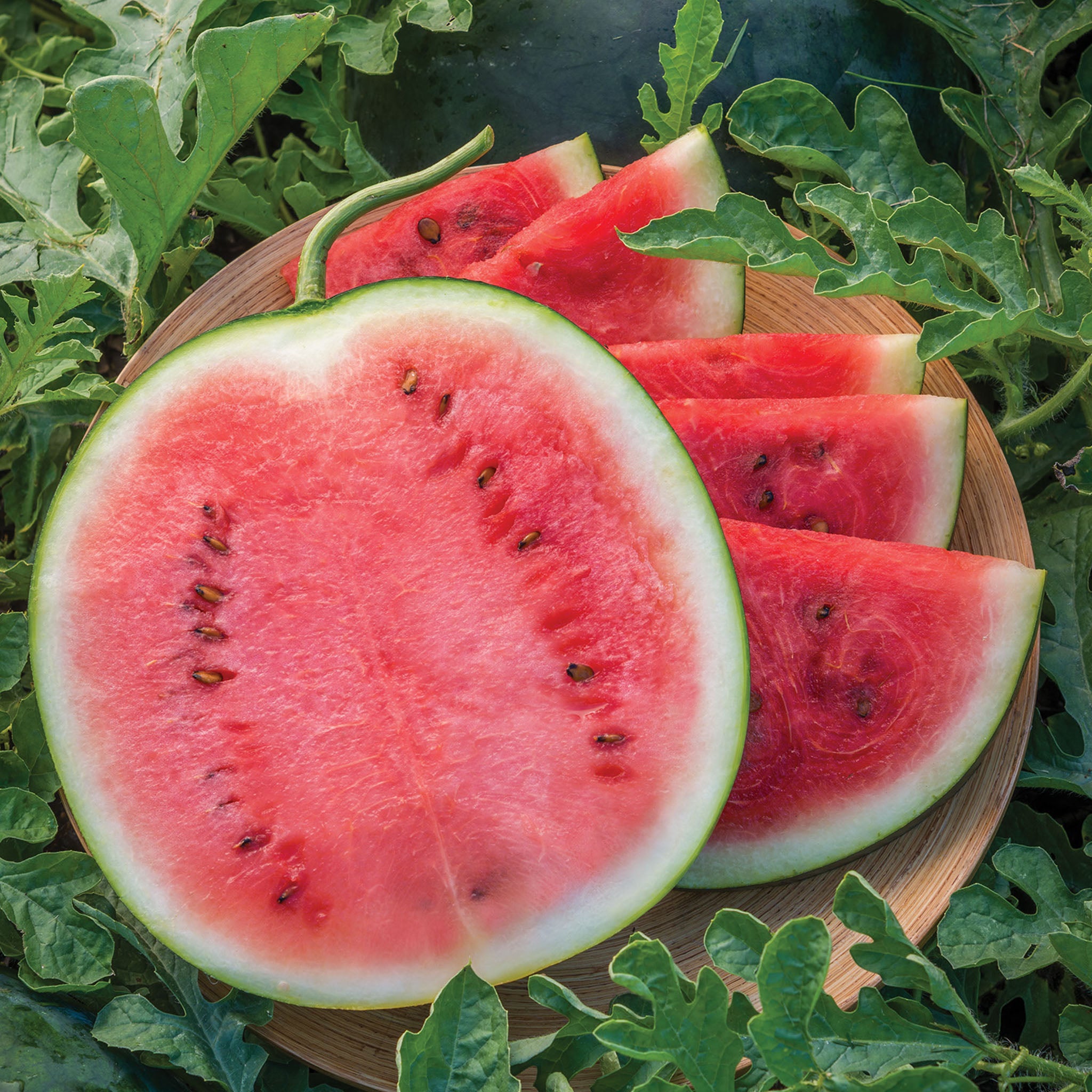Blacktail Mountain Watermelon