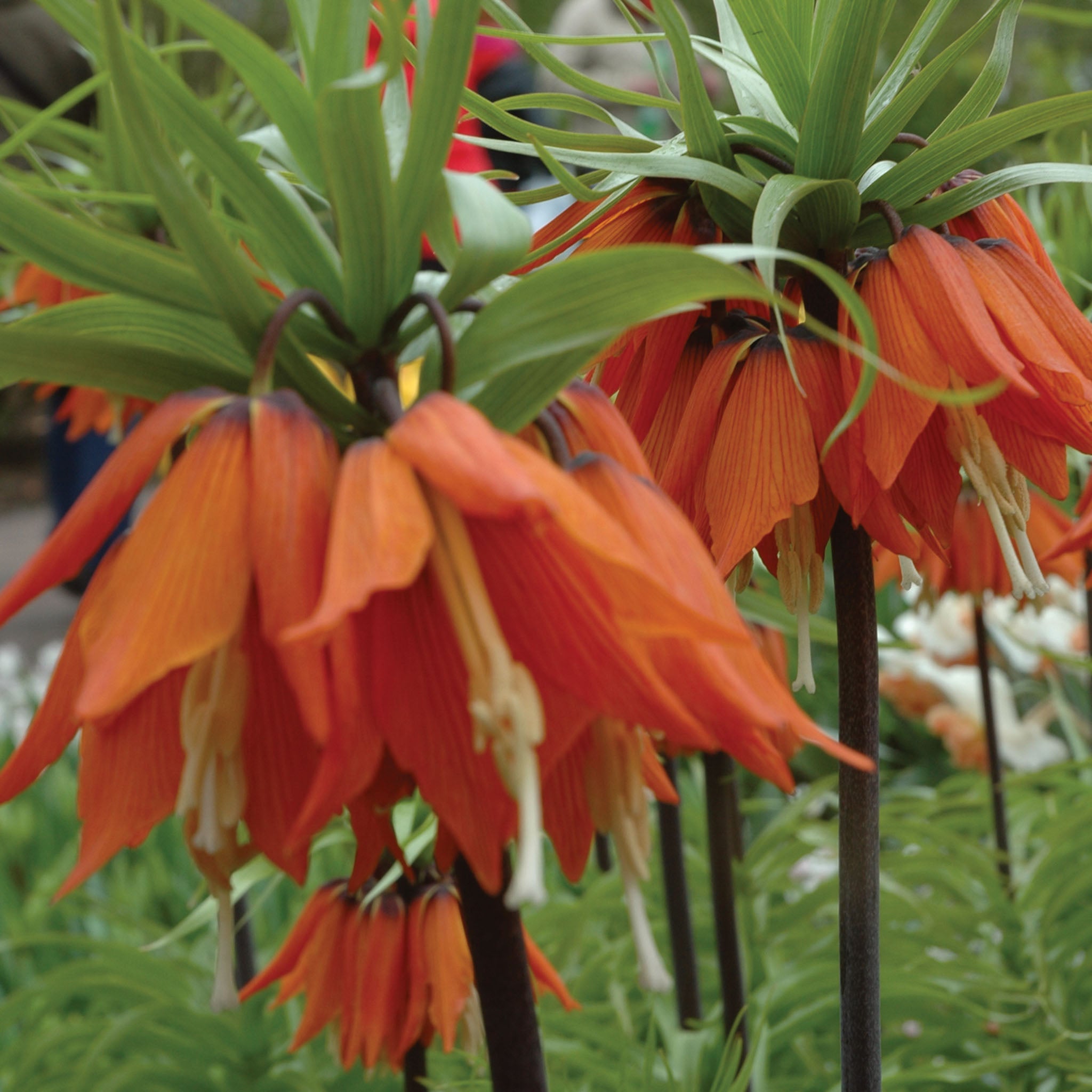 Aurora Fritillaria Bulbs