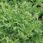 Galia Frisse Curly Endive