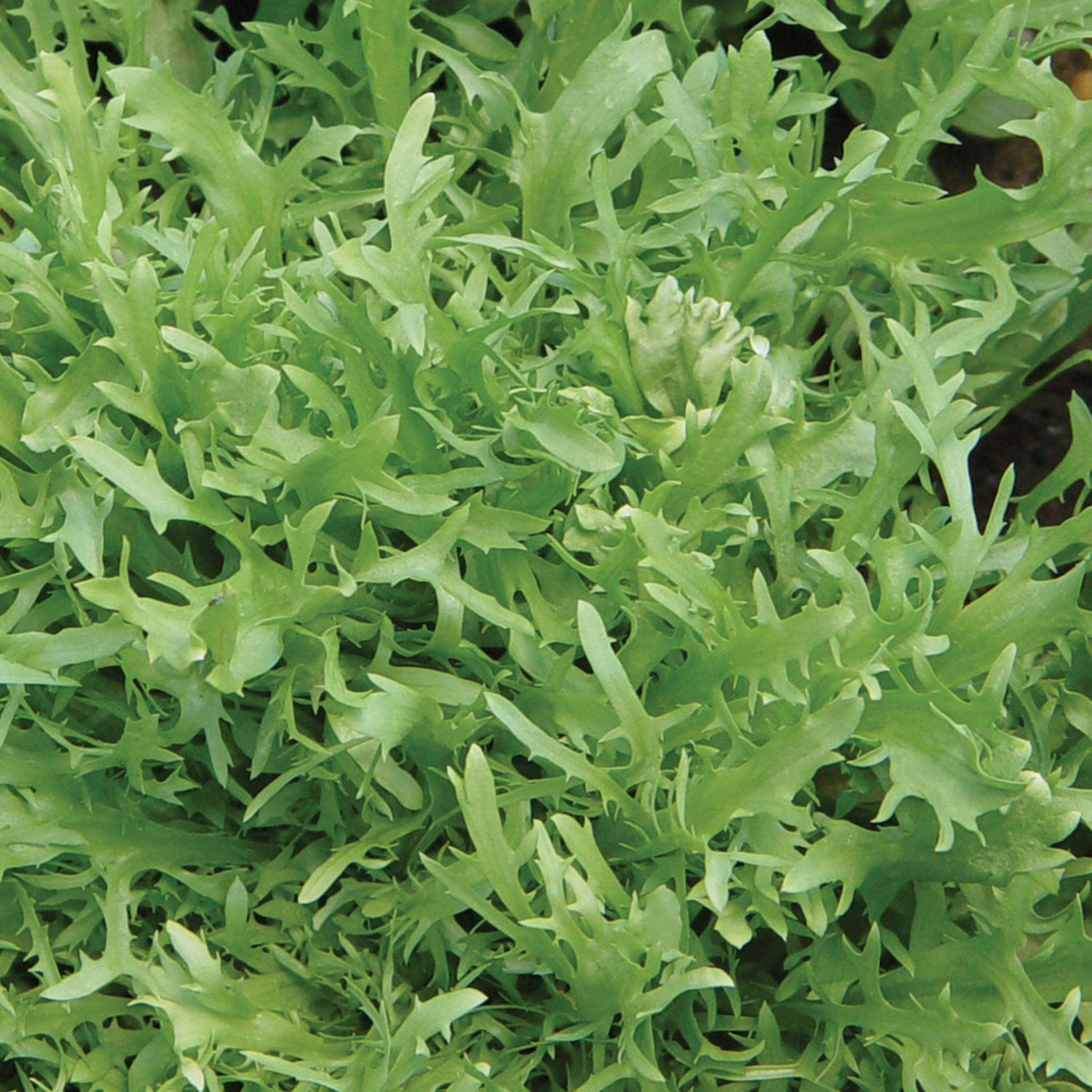 Galia Frisse Curly Endive