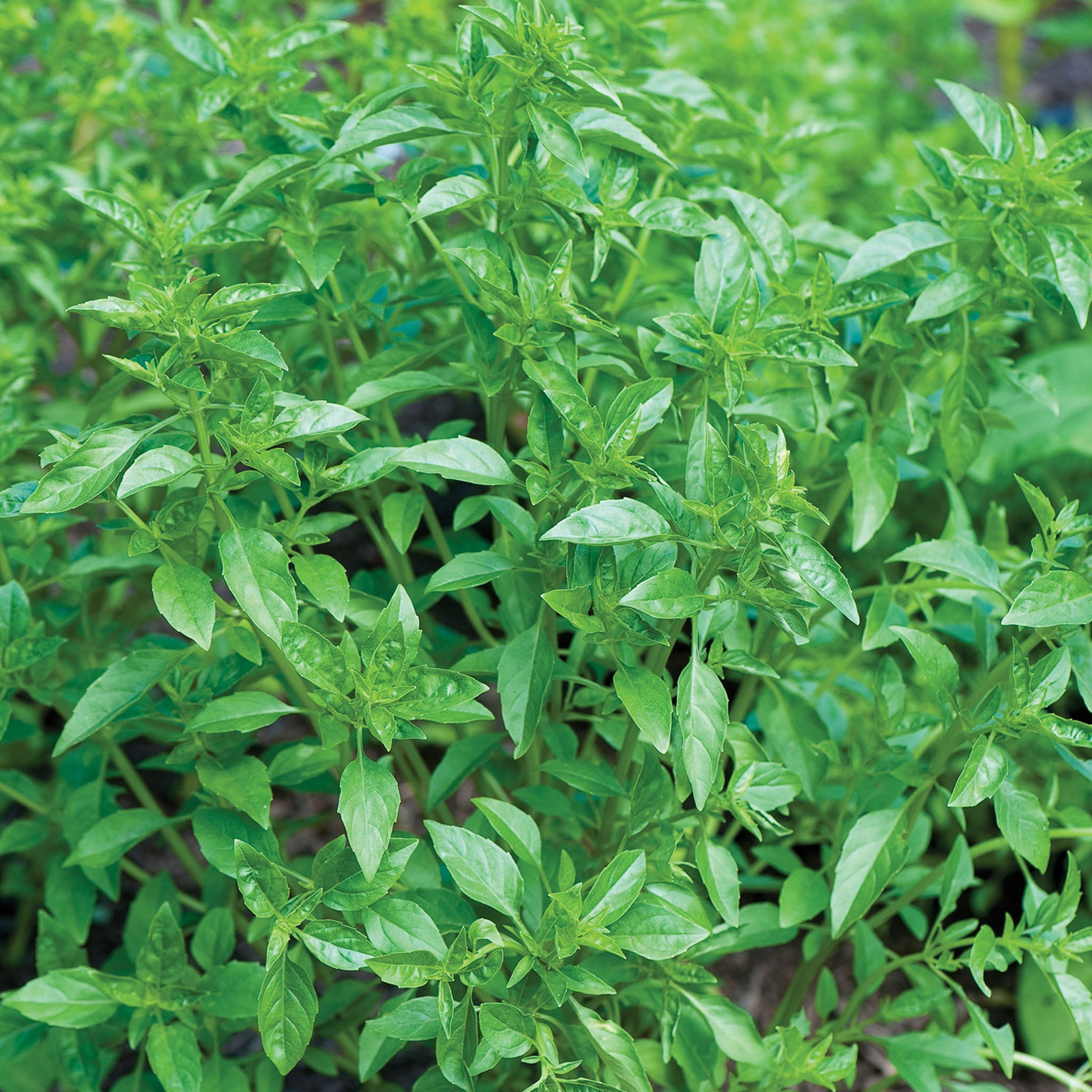 Summerlong Basil