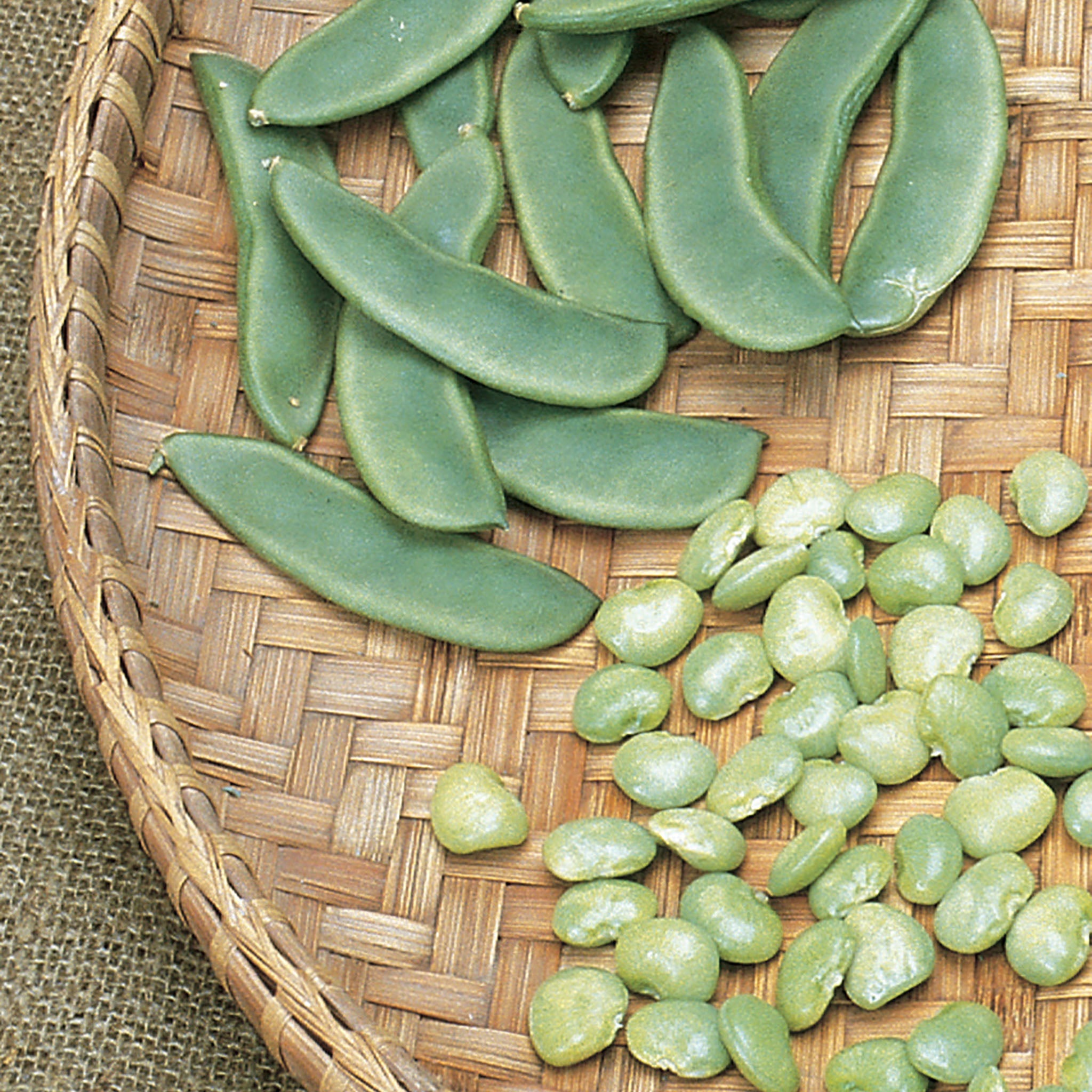 Lima Burpee's Bush Bean