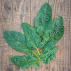 Seaside Spinach