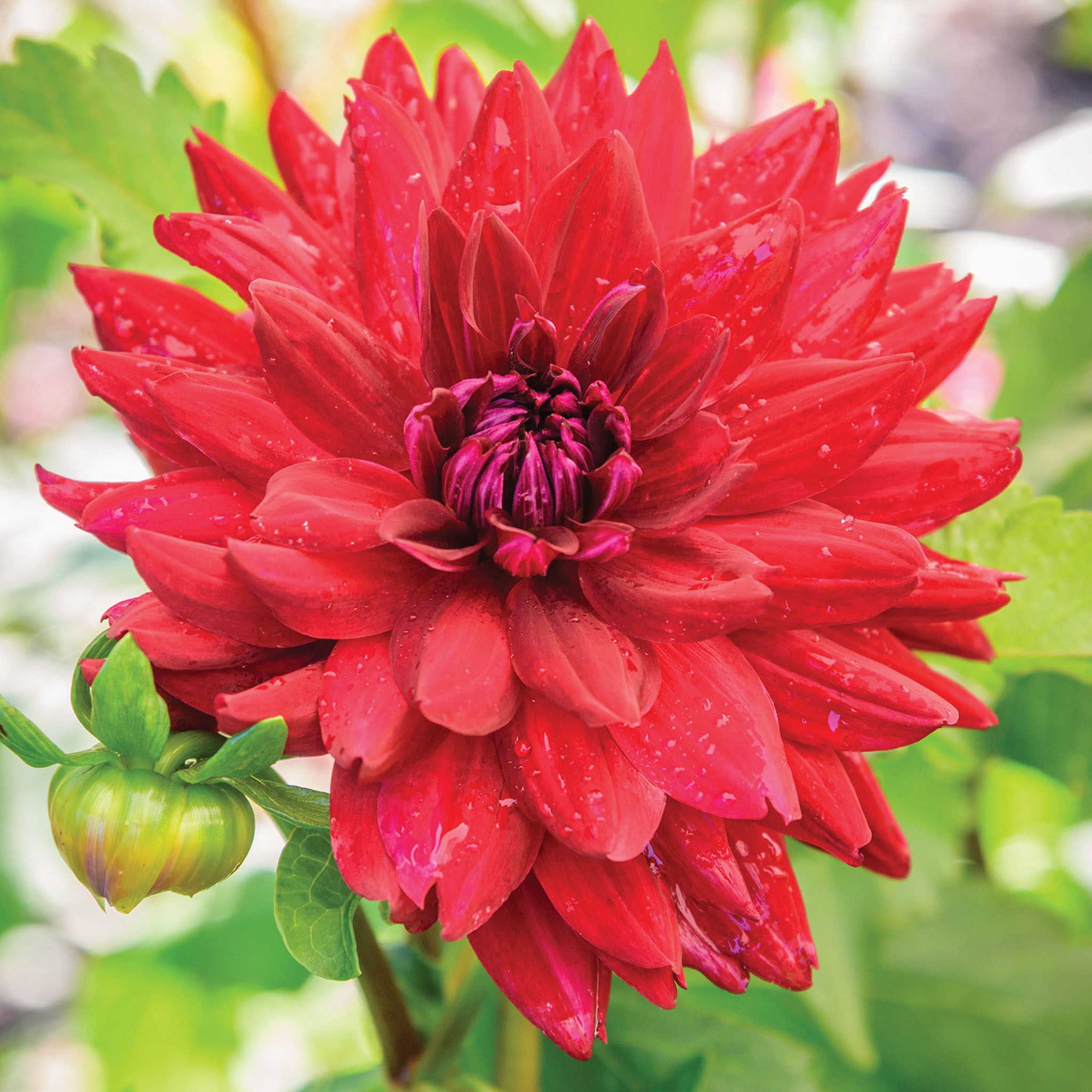 The Big Wow Dahlia Tubers