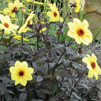 Mystic Illusion Dahlia