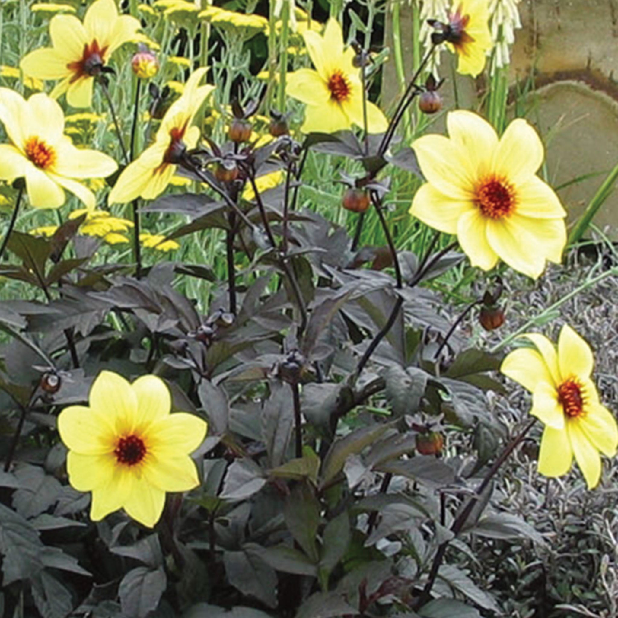 Mystic Illusion Dahlia