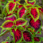 Watermelon Coleus