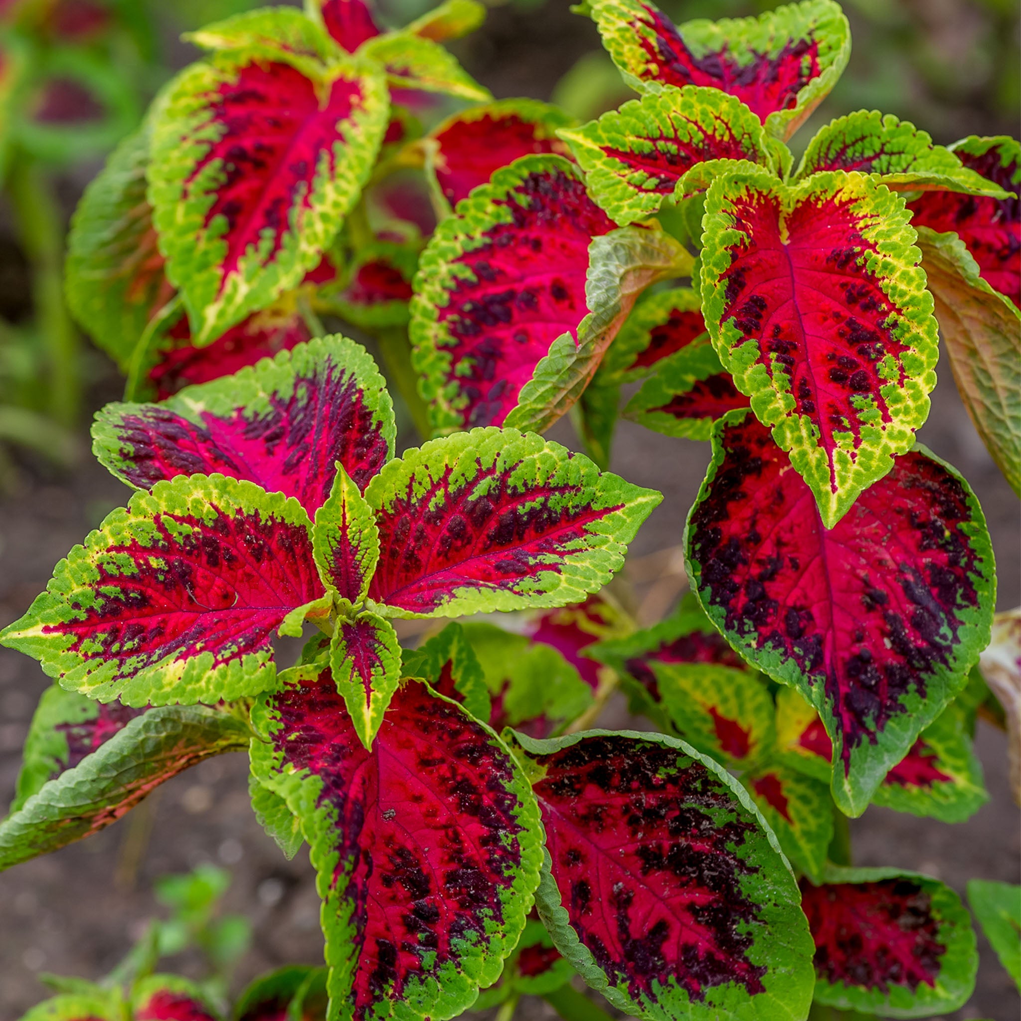 Watermelon Coleus
