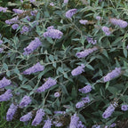 Glass Slippers Buddleia