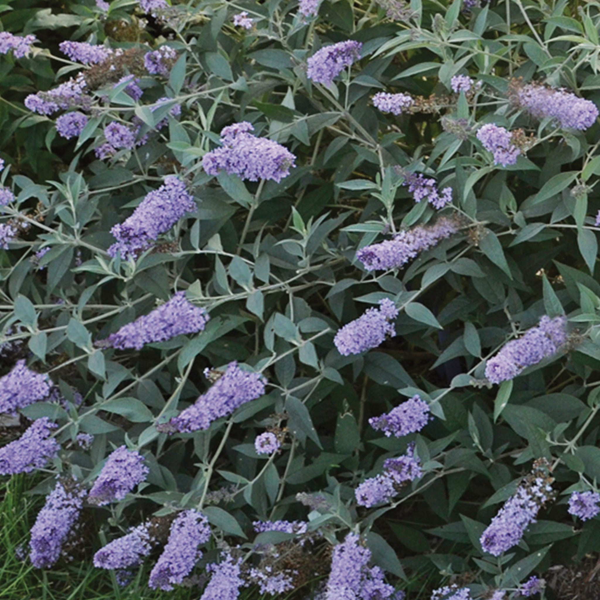 Glass Slippers Buddleia