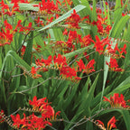 Scarlet Red Crocosmia Bulbs