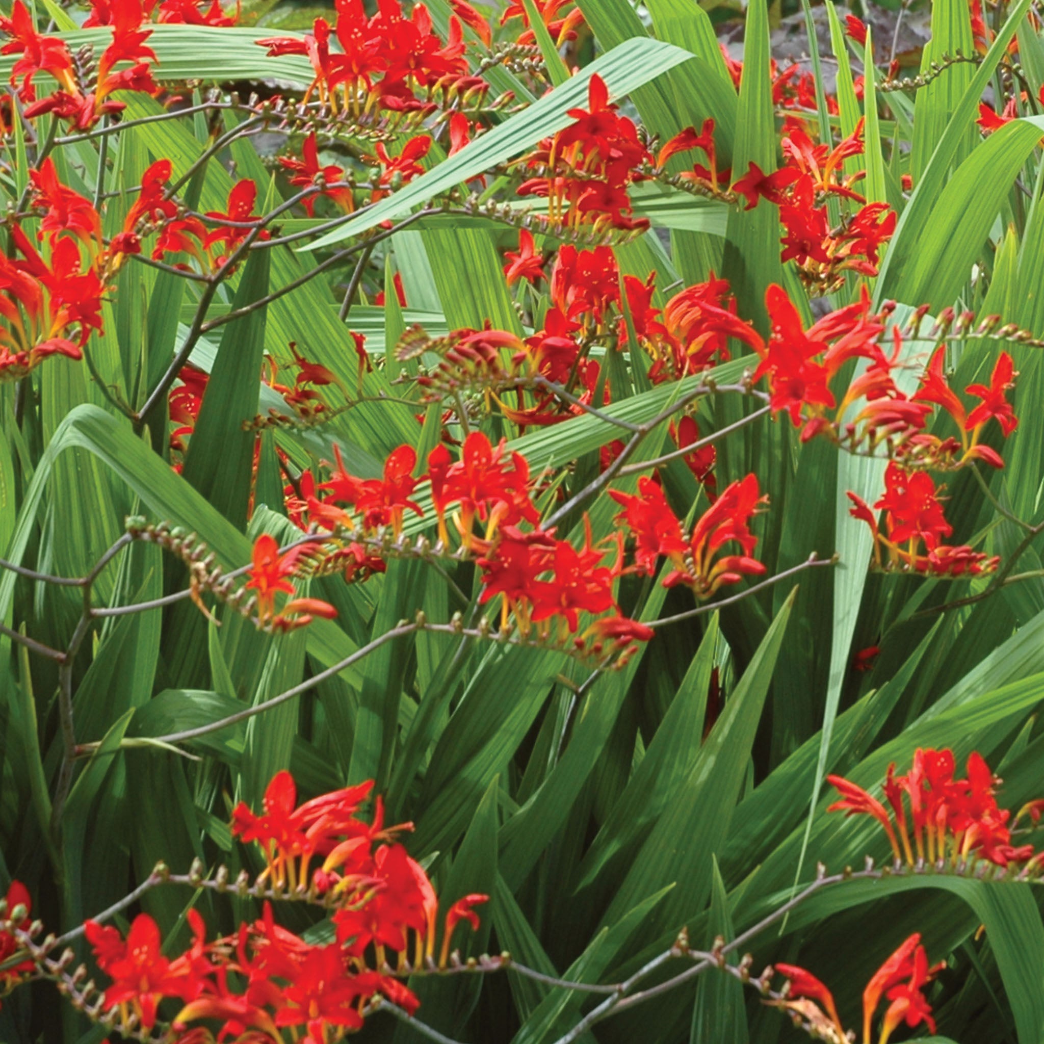 Scarlet Red Crocosmia Bulbs