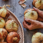 Georgia Queen Onion