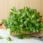 Monteverde Late Flowering Basil