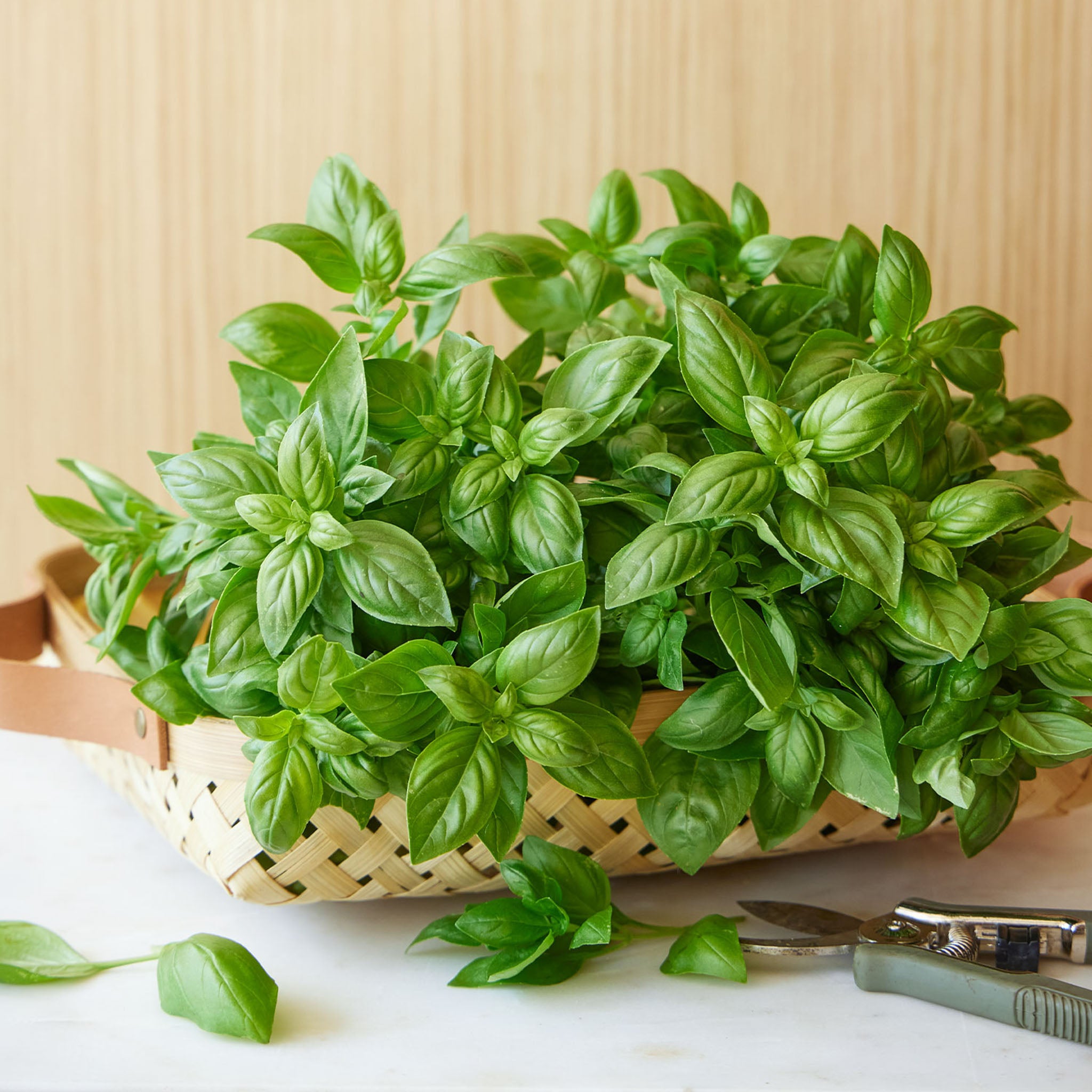 Monteverde Late Flowering Basil