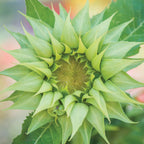 Sun-Fill Green Sunflower