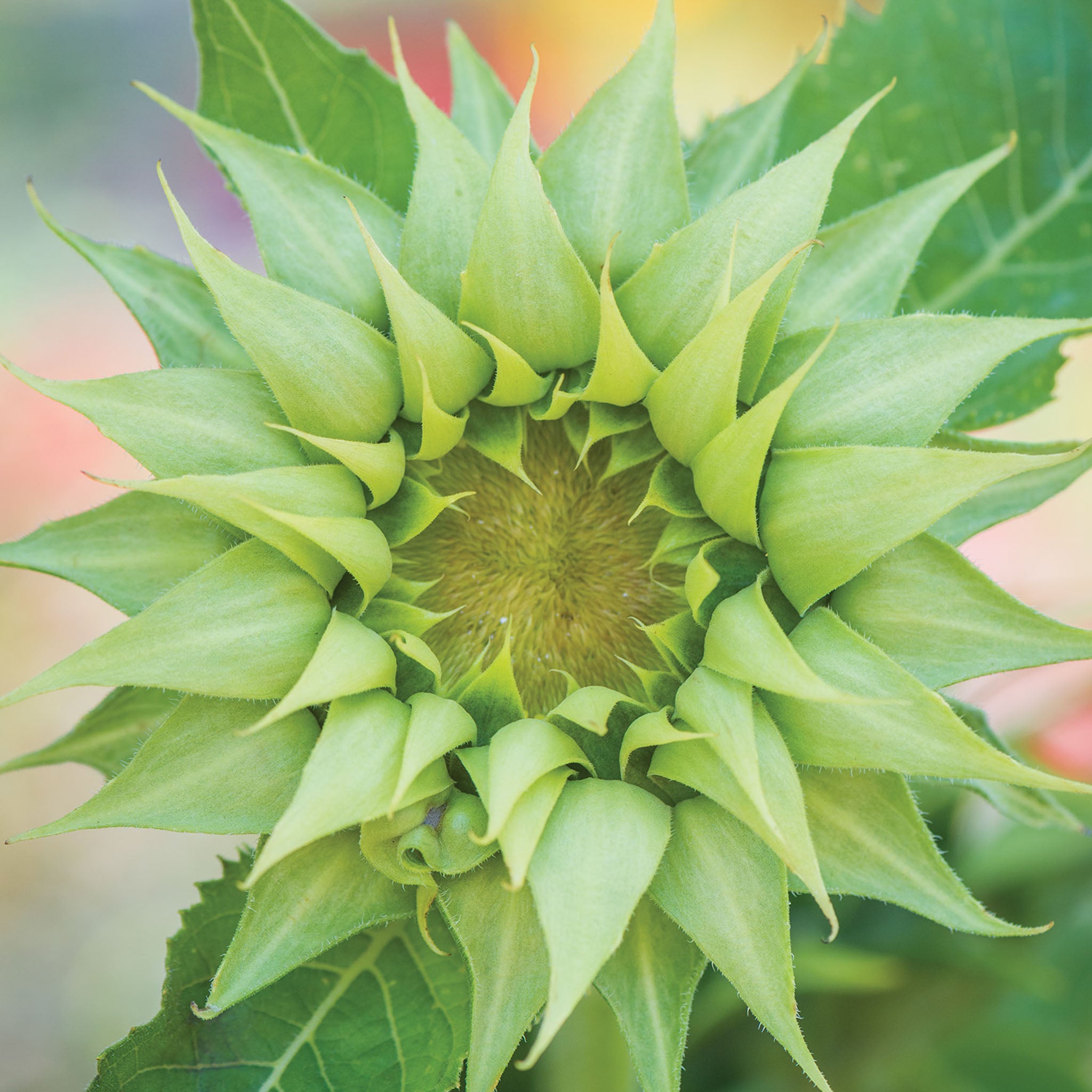 Sun-Fill Green Sunflower