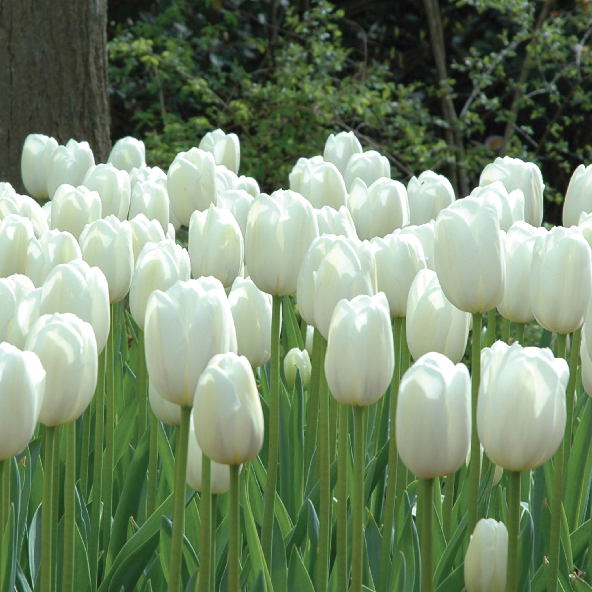 Clear Water Tulip Bulbs