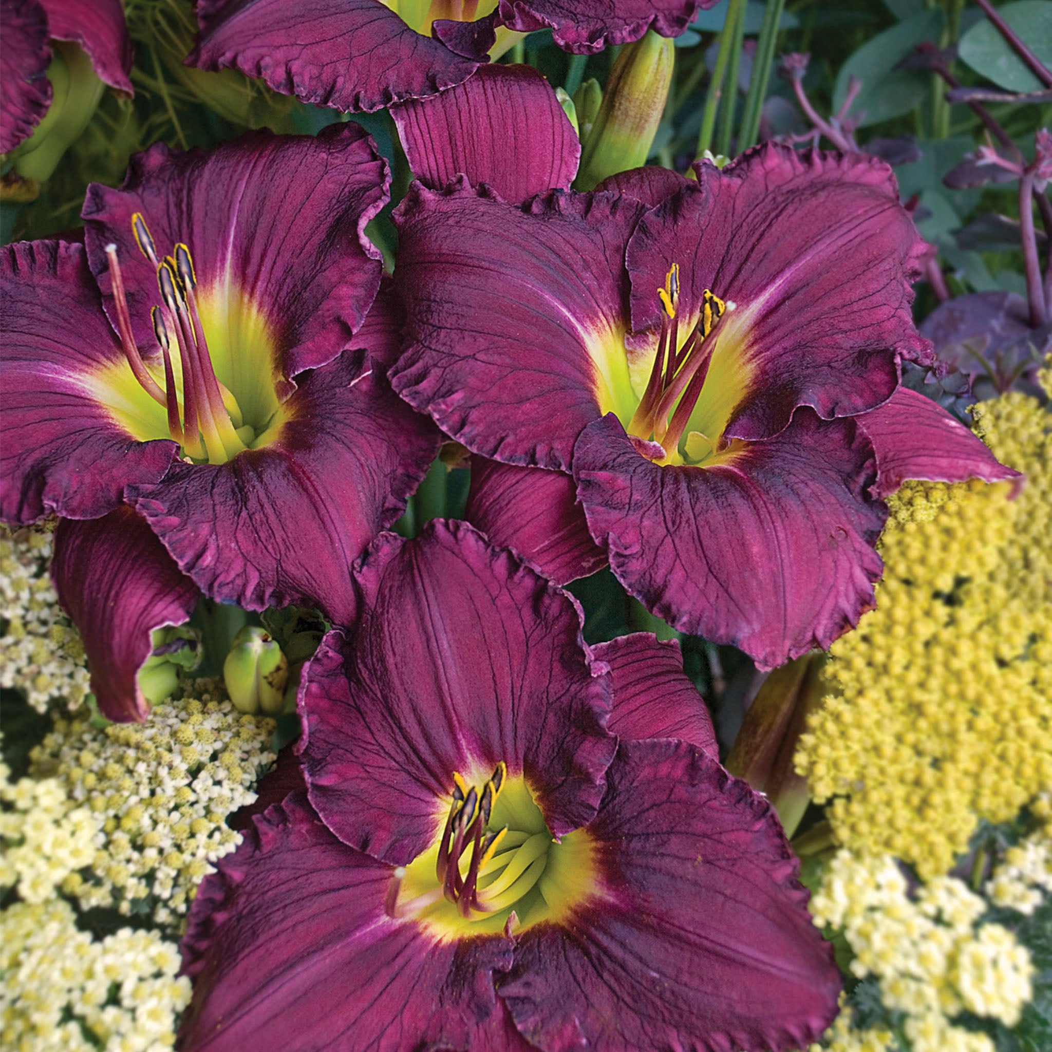 Rainbow Rhythm® Nosferatu Daylily Bare Roots