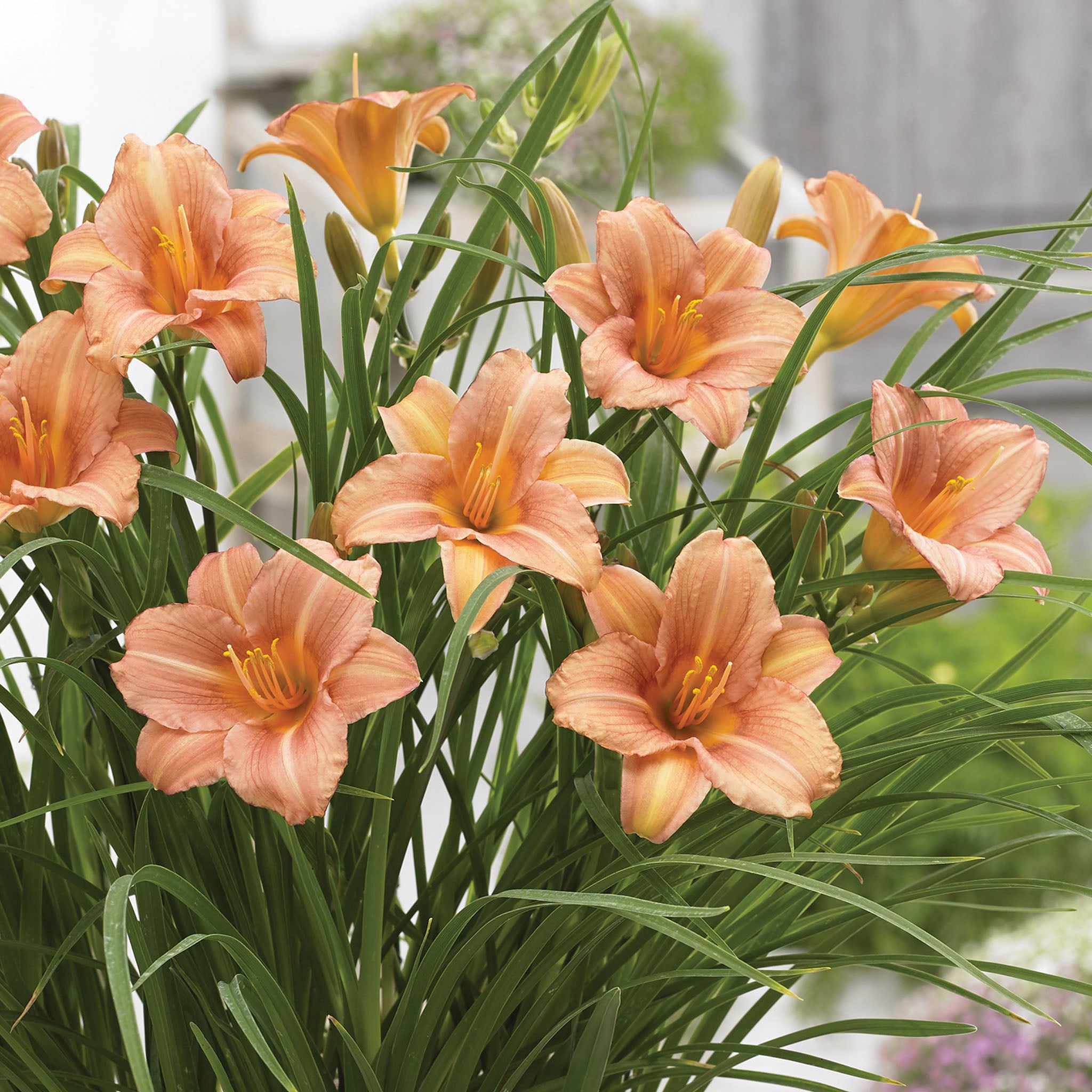 EveryDaylily Pink Wing Daylily Bare Roots